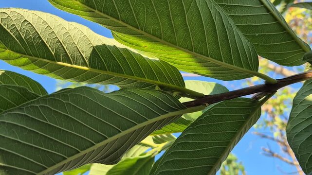 Extreme close-up of green guava tree leaves showing detailed veins against blue sky