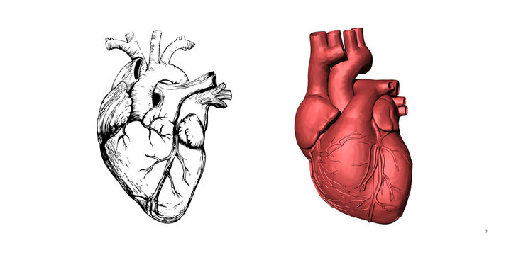 Anatomical human heart comparison, vintage medical sketch and red 3D model, realistic organ illustration for cardiology education