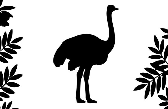 vector illustration of a ostrich