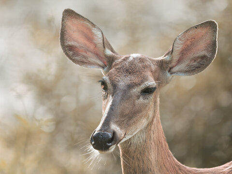 A close portrait of a deer captured in soft natural light, with gentle backlighting outlining the face and ears against a warm blurred background.