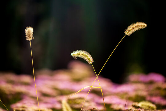 A close-up of the setaria, The withered ragweed plants stand out against the black background.