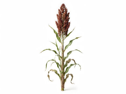 Single sorghum stalk with grain head isolated on white background for agricultural design.
