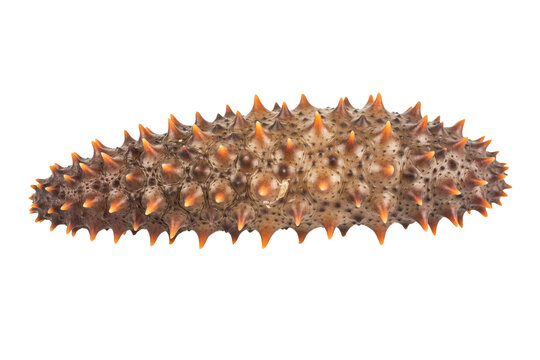 Brown sea cucumber with spiky texture and orange tipped protrusions isolated on a transparent background
