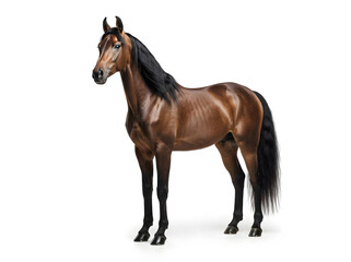 Fototapeta premium Majestic brown horse standing proudly isolated on white background