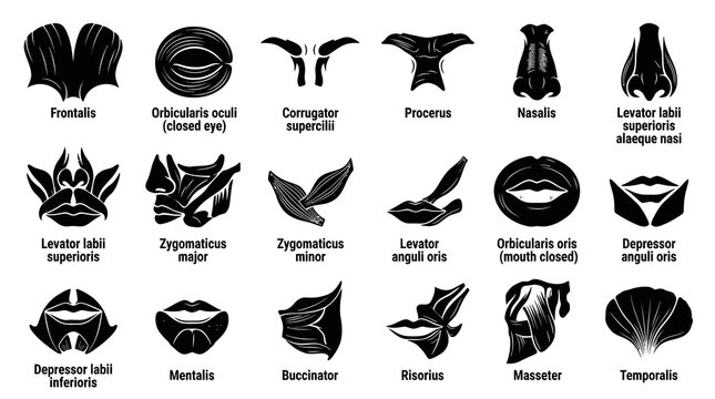 Human Facial Muscles Anatomy Glyphs Set. Medical Biology Science Education Vector Illustration