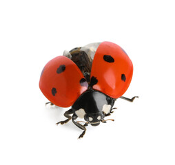 Biodiversity and nature conservation, ladybug with open wings in flight, insect macro photography for environmental science and organic farming concepts © Pixel-Shot