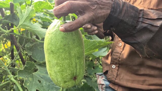 Farmer Picking Fresh Ash Gourd from Vine in Field Commercial Video