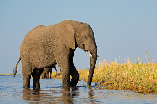 A large African elephant (Loxodonta africana) in shallow water, Chobe National Park, Botswana