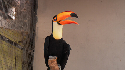 toucan in the zoo © adityo