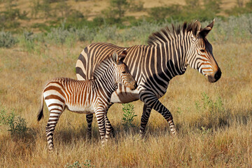 Fototapeta premium A Hartmanns mountain zebra (Equus zebra hartmannae) mare with foal, Etosha National Park, Namibia