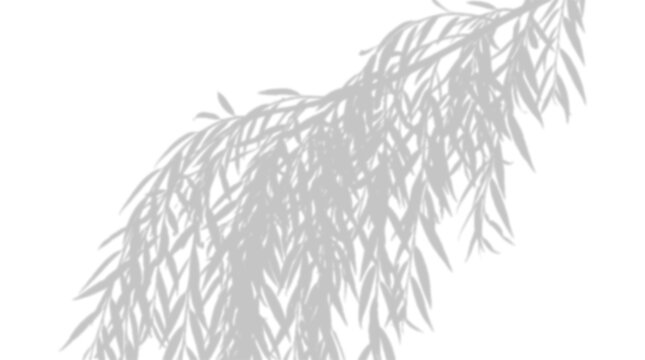 A grey shadow of willow tree branches isolated on transparent background