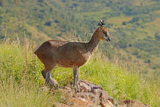 A female klipspringer antelope (Oreotragus oreotragus) standing on a rock, Marakele National Park, South Africa