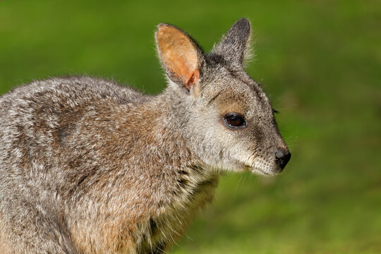 Portrait of a tammar wallaby (Notamacropus eugenii) sitting in natural habitat, South Australia