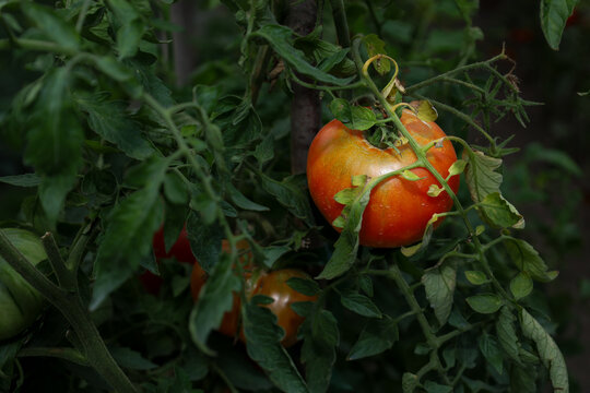 A large ripe tomato matures on a bush surrounded by dense green leaves in a garden. This fresh organic vegetable grows naturally on an outdoor farm. A healthy harvest is ready for picking to cook deli