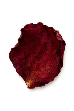 Dried deep red rose petals isolated on a clean white background with soft shadows and natural texture details
