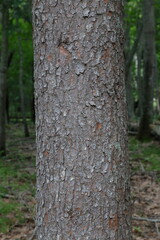Obraz premium Korean Pine Bark in a Forest in Hokkaido, Japan