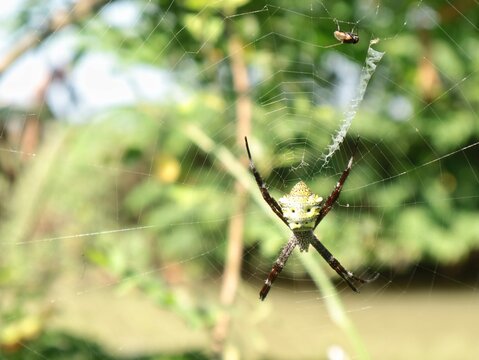 Close up of a yellow orb-weaver spider (Argiope appensa) waiting on its web outdoors, featuring a zig-zag silk stabilimentum against a natural blurred green garden background