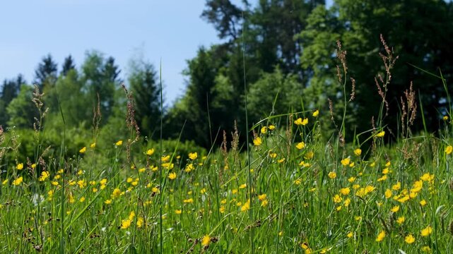 Yellow buttercup flowers blooming in a lush green summer meadow with forest background