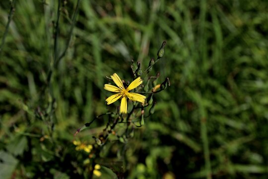 산씀바귀, 국화과, 고들빼기속, Lactuca raddeana Maxim