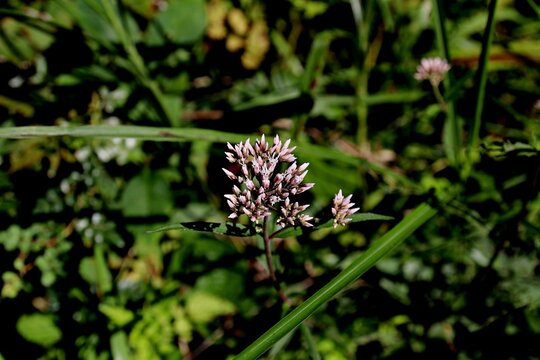 향등골나물, 야생화, 국화과, 여러해살이풀, Triparted-leaf eupatorium