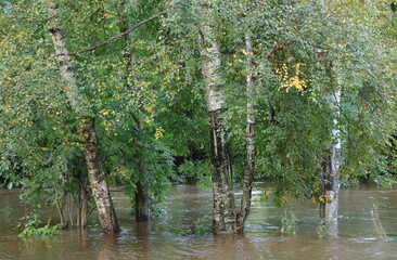 A group of trees stands in the water on the flooded riverbank © Станислав Вершинин