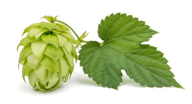 Fresh green hops with leaves on white background