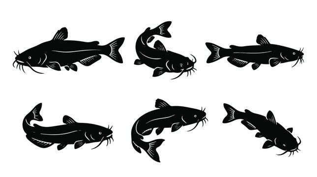 Catfish Vector Silhouette Set in Various Poses
