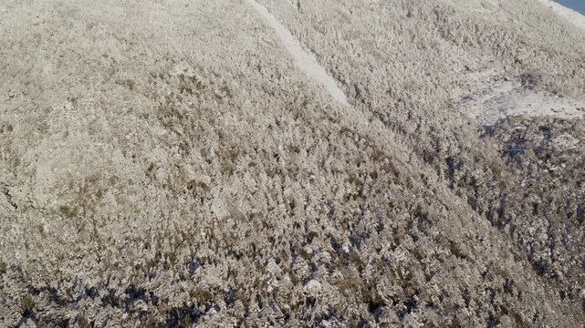 Flying Above Snow Covered Trees On Scenic Winter Mountainside