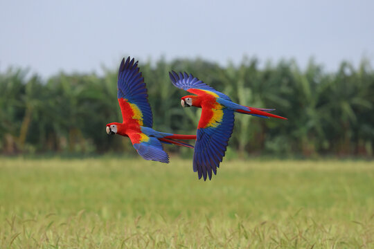 Beautiful scarlet macaws are flying over the green rice fields in the evening.