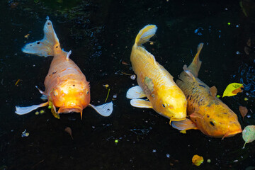 Three colorful koi carp swimming together in a dark garden pond © Bambi and Sunny
