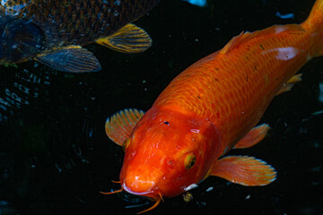 Large orange koi carp swimming in a dark garden pond © Bambi and Sunny