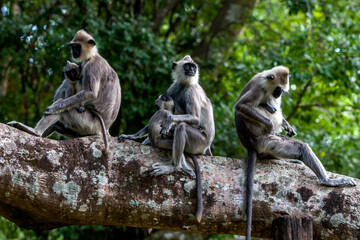 Tufted Gray Langurs sit on the branch of a large tree at Sigiriya in central Sri Lanka. This species is considered an Old World Monkey. © Thomas