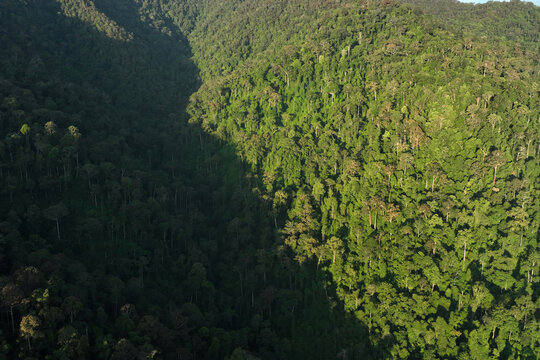 Leuser Ecosystem Forest in Aceh, Indonesia