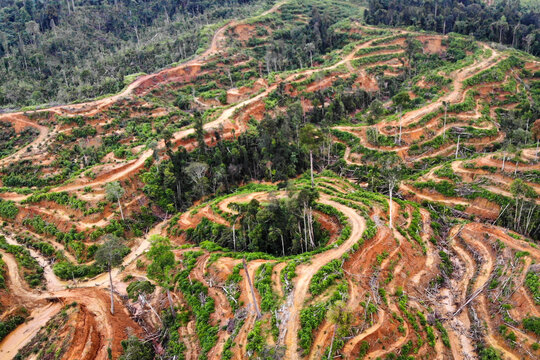 Leuser Ecosystem Forest in Aceh, Indonesia