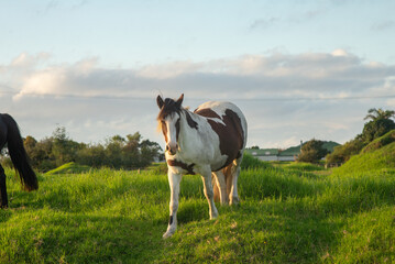 horses in the field © Karina Sabodash