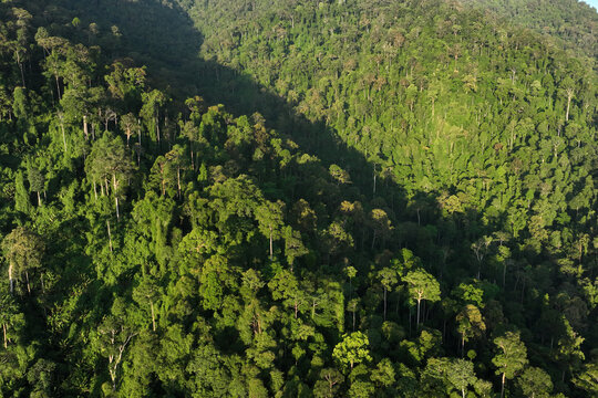 Leuser Ecosystem Forest in Aceh, Indonesia
