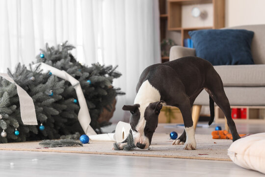 Naughty Staffordshire Terrier with overturned Christmas tree at home