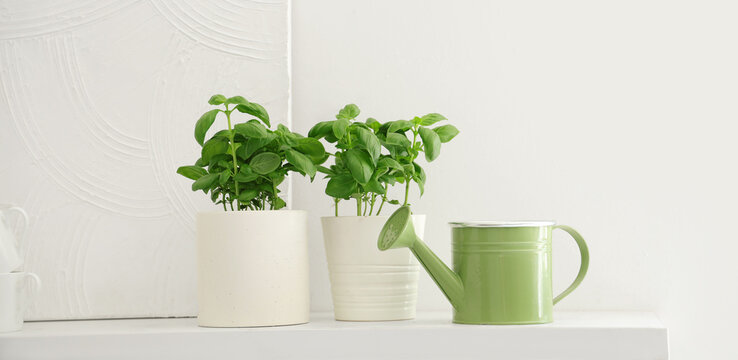 Sustainable living and home gardening, fresh basil plants in ceramic pots with a small green watering can on a white shelf for kitchen interior decor