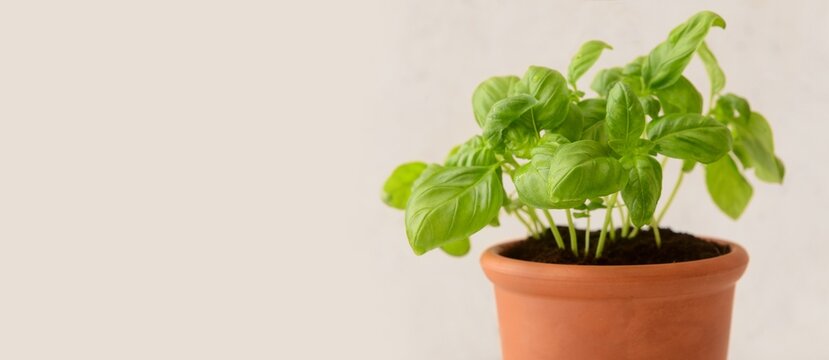Healthy nutrition and organic gardening, fresh green basil plant growing in a terracotta pot for home cooking and sustainable lifestyle