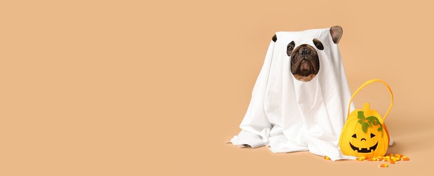 Halloween celebration and pet costume, funny french bulldog dressed as a ghost with a trick or treat candy bucket on a beige background