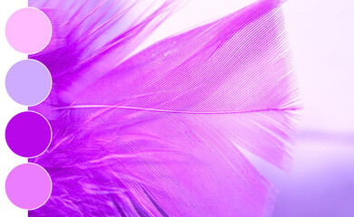 Softness and elegance concept, purple bird feather macro with delicate texture and vibrant color palette for creative design and artistic background © Pixel-Shot