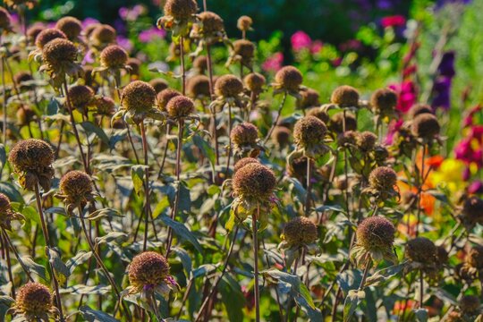 Spent Echinacea flowers form mature seed heads in autumn garden. Perennial medicinal plant grown for ornamental and herbal use.