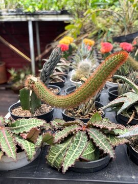 cactus