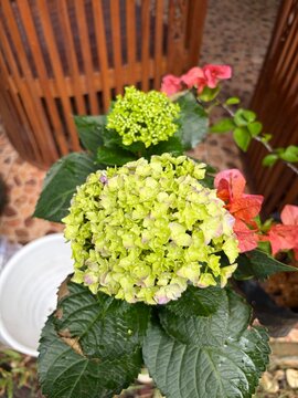 hydrangea
