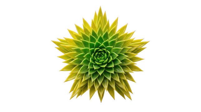 Small green succulent plant top view isolated on transparent background