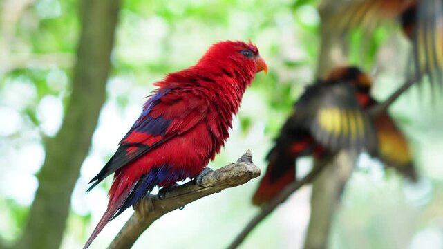Red and dusky lory flying on the branch of trees