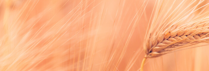 Obraz premium Golden barley ear against a soft-focus field background, evoking harvest, abundance, warmth and rustic simplicity for agricultural, cereal, and nature projects.