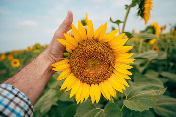 Fototapeta premium Point-of-view close-up of a farmer's hand holding and examining a blooming sunflower head in a cultivated field. Crop inspection, agriculture and plant health concept.
