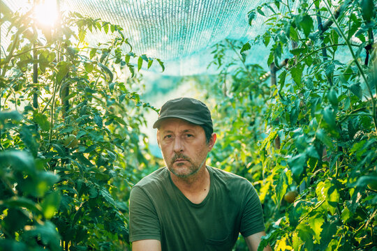 Thoughtful farmer standing healthy tomato plants inside greenhouse, evaluating crop development.