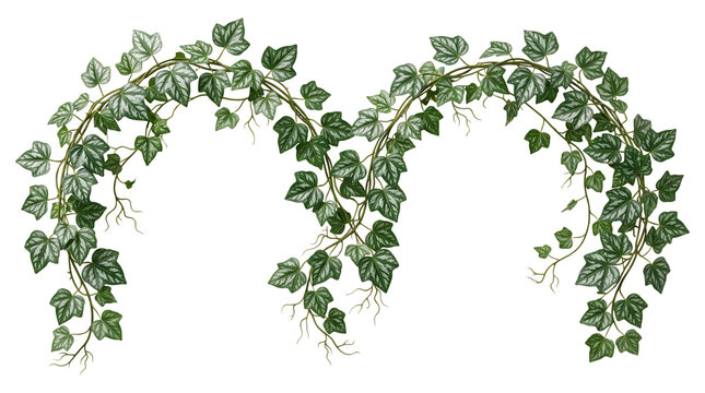 Decorative green ivy vine garland with trailing leaves and botanical foliage border natural garden ornament isolated on a transparent background